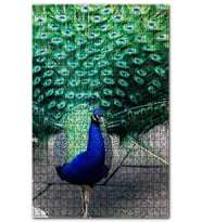 Cakapuzzle Tavuskuşu ve Muhteşem Tüyleri Puzzle Yapboz MDF (Ahşap) (500 Parça)