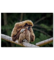 Cakapuzzle Bambu Üzerinde Dinlenen Gibbon Maymunu Puzzle Yapboz MDF (Ahşap) (255 Parça)