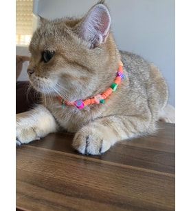 Renkli Boncuk Kolye- Kedi/ Küçük-Orta Irk Köpek Tasması (Turuncu)