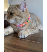 Renkli Boncuk Kolye- Kedi/ Küçük-Orta Irk Köpek Tasması (Turuncu)
