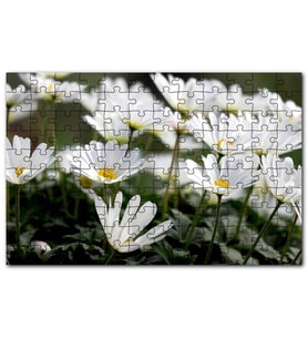 Cakapuzzle Taçlı Beyaz Dağ Laleleri Yakın Çekim Puzzle Yapboz MDF (Ahşap) (255 Parça)