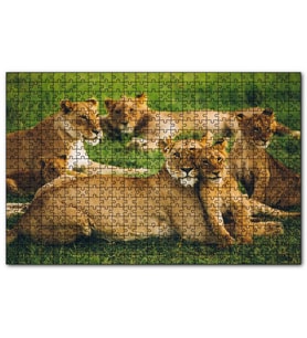 Cakapuzzle Çayırda Dişi Aslanlar ve Yavruları  Puzzle Yapboz MDF (Ahşap) (1000 Parça)