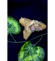 Kurbağa Model Zirkon Taşlı Gümüş Küpe (Pudra)