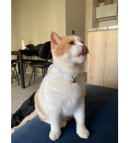 Büyük Zilli Renkli İnci Boncuk Kolye- Kedi/ Küçük-Orta Irk Köpek Tasması (02)