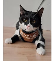 KEDİ TASMASI- İSME ÖZEL TELEFON NUMARALI (Taba)