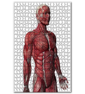 Cakapuzzle Kas anatomi yan görünüm Puzzle Yapboz MDF (Ahşap) (500 Parça)