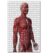 Cakapuzzle Kas anatomi yan görünüm Puzzle Yapboz MDF (Ahşap) (500 Parça)