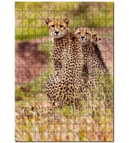 Cakapuzzle Doğada Çita Ailesi Görseli Puzzle Yapboz MDF (Ahşap) (255 Parça)
