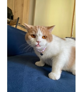 Büyük Zilli Renkli İnci Boncuk Kolye- Kedi/ Küçük-Orta Irk Köpek Tasması (03)