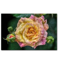 Cakapuzzle Pembe Sarı Gül Yakın Çekim Puzzle Yapboz MDF (Ahşap) (1000 Parça)