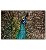 Cakapuzzle Muhteşem Tavuskuşu Yakın Plan  Puzzle Yapboz MDF (Ahşap) (1000 Parça)