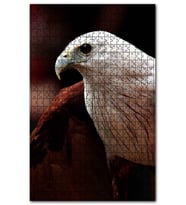 Cakapuzzle Beyaz Başlı Şahin Yakın Plan Puzzle Yapboz MDF (Ahşap) (255 Parça)