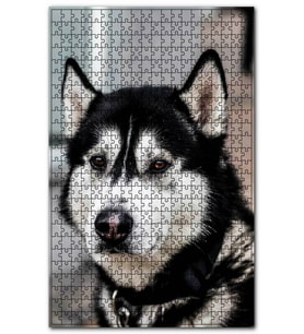 Cakapuzzle Siyah Beyaz Husky Köpeği Puzzle Yapboz MDF (Ahşap) (1000 Parça)