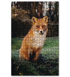 Cakapuzzle Çayırdaki Kızıl Tilki Poz Veriyor Puzzle Yapboz MDF (Ahşap) (500 Parça)