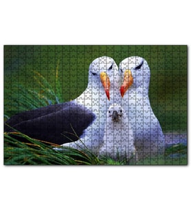 Cakapuzzle Albatross Kuşu Ailesi  Puzzle Yapboz MDF (Ahşap) (500 Parça)
