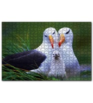 Cakapuzzle Albatross Kuşu Ailesi  Puzzle Yapboz MDF (Ahşap) (500 Parça)