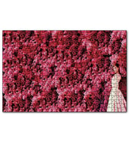 Cakapuzzle Audrey Hepburn Kırmızı Çiçekler Önünde  Puzzle Yapboz MDF (Ahşap) (500 Parça)