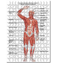 Cakapuzzle İnsan Anatomusi Ön Kas Sistemi  Puzzle Yapboz MDF (Ahşap) (500 Parça)