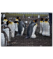 Cakapuzzle İmparator Penguenleri ve Yavru  Puzzle Yapboz MDF (Ahşap) (500 Parça)