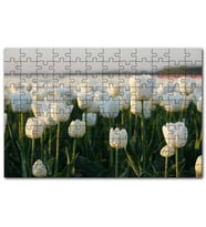 Cakapuzzle Gündoğumunda Beyaz Laleler Puzzle Yapboz MDF (Ahşap) (500 Parça)