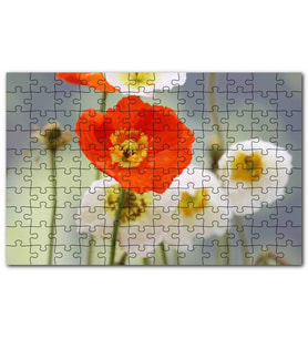 Cakapuzzle Kırmızı ve Beyaz Gelincikler Yakın Çekim Puzzle Yapboz MDF (Ahşap) (1000 Parça)