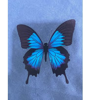 8X9 CM ÜTÜ İLE YAPIŞAN TRANSFER BASKI TİŞÖRT BASKI DİKİŞ TASARIM (Mavi)