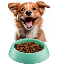 Büyük Boy Mama Kabı Su Kabı Evcil Hayvan Kedi Köpek Mama Kabı Çok Renkli 21cm Çap 1440 (Turkuaz)