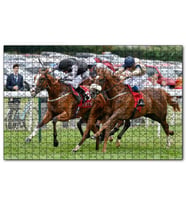 Cakapuzzle Parkurda Kıyasıya Yarışan Safkanlar Puzzle Yapboz MDF (Ahşap) (1000 Parça)