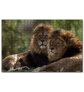 Cakapuzzle Görkemli Erkek Aslanlar  Puzzle Yapboz MDF (Ahşap) (1000 Parça)