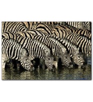 Cakapuzzle Su İçen Zebra Sürüsü Görseli  Puzzle Yapboz MDF (Ahşap) (500 Parça)