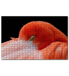 Cakapuzzle Amerikan Flamingosu Siyah Arkaplan  Puzzle Yapboz MDF (Ahşap) (1000 Parça)