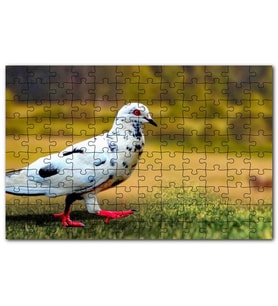 Cakapuzzle Kırmızı Ayaklı Damalı Beyaz Güvercin Puzzle Yapboz MDF (Ahşap) (500 Parça)
