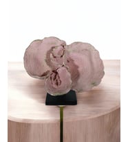 Dekoratif Deniz Kulağı Obje Biblo C 4080 (Pembe)