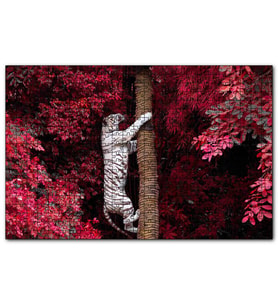 Cakapuzzle Kırmızı Yapraklar ve Ağaca Tırmanan Beyaz Kaplan  Puzzle Yapboz MDF (Ahşap) (500 Parça)
