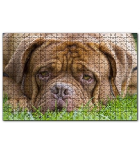 Cakapuzzle Kahverengi Boxer Çimlerde Uzanıyor Yakın Çekim  Puzzle Yapboz MDF (Ahşap) (255 Parça)