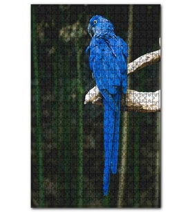 Cakapuzzle Daldaki Mavi Papağan Puzzle Yapboz MDF (Ahşap) (1000 Parça)
