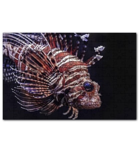 Cakapuzzle Aslan Balığı Yakın Çekim Karanlık Arkaplan Puzzle Yapboz MDF (Ahşap) (1000 Parça)