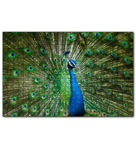 Cakapuzzle Görkemli Tavuskuşu  Puzzle Yapboz MDF (Ahşap) (1000 Parça)