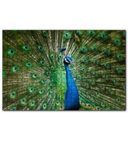 Cakapuzzle Görkemli Tavuskuşu  Puzzle Yapboz MDF (Ahşap) (1000 Parça)