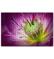 Cakapuzzle Makro Closeup Helleborus Çiçek Görseli  Puzzle Yapboz MDF (Ahşap) (1000 Parça)
