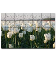Cakapuzzle Gündoğumunda Beyaz Laleler Puzzle Yapboz MDF (Ahşap) (500 Parça)