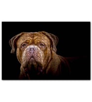 Cakapuzzle Bulldog Yakın Çekim Karanlık Arkaplan  Puzzle Yapboz MDF (Ahşap) (1000 Parça)
