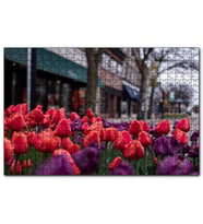 Cakapuzzle Kırmızı ve Mor Laleler  Puzzle Yapboz MDF (Ahşap) (500 Parça)