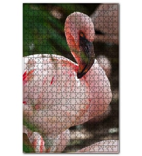 Cakapuzzle Pembeli Beyazlı Amerikan Flamingosu Görseli Puzzle Yapboz MDF (Ahşap) (500 Parça)