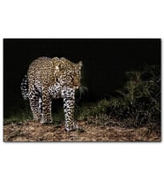 Cakapuzzle Karanlıktaki Java Leoparı  Puzzle Yapboz MDF (Ahşap) (255 Parça)