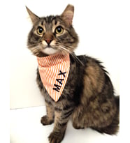 Fularlı Kedi Köpek Tasma Seti  İsme Özel (Turuncu)