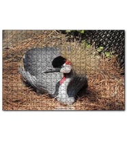 Cakapuzzle Kuru Otlarda Oturan Siyah Tepeli Gri Kuş  Puzzle Yapboz MDF (Ahşap) (255 Parça)