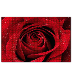 Cakapuzzle Yağmur Damlası Ve Güzel Gül Fotoğrafı  Puzzle Yapboz MDF (Ahşap) (500 Parça)