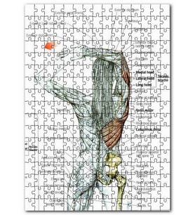 Cakapuzzle Kadın Anatomisi Kas Haritası Puzzle Yapboz MDF (Ahşap) (255 Parça)