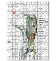 Cakapuzzle Kadın Anatomisi Kas Haritası Puzzle Yapboz MDF (Ahşap) (255 Parça)
